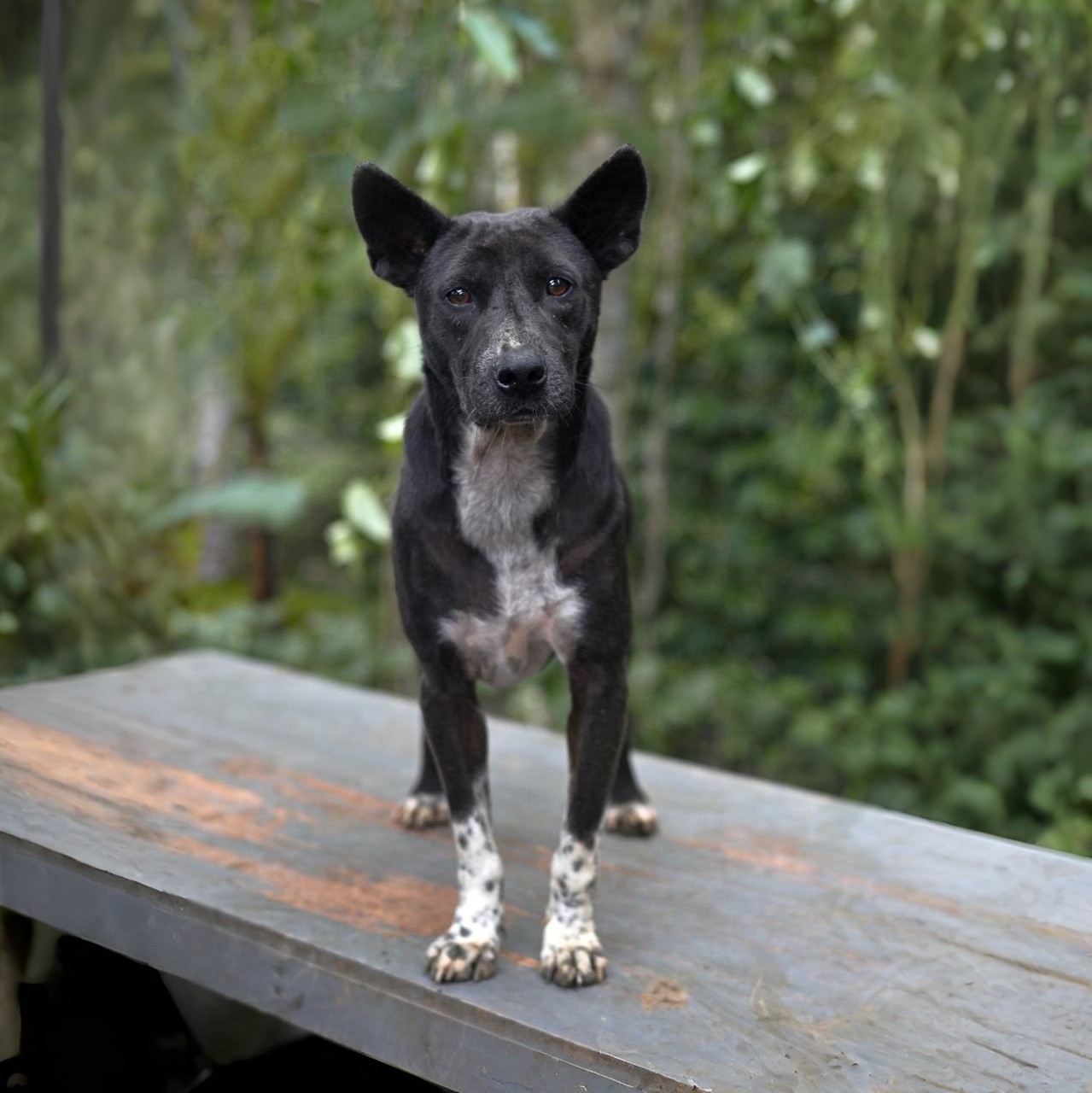 Shelter dog