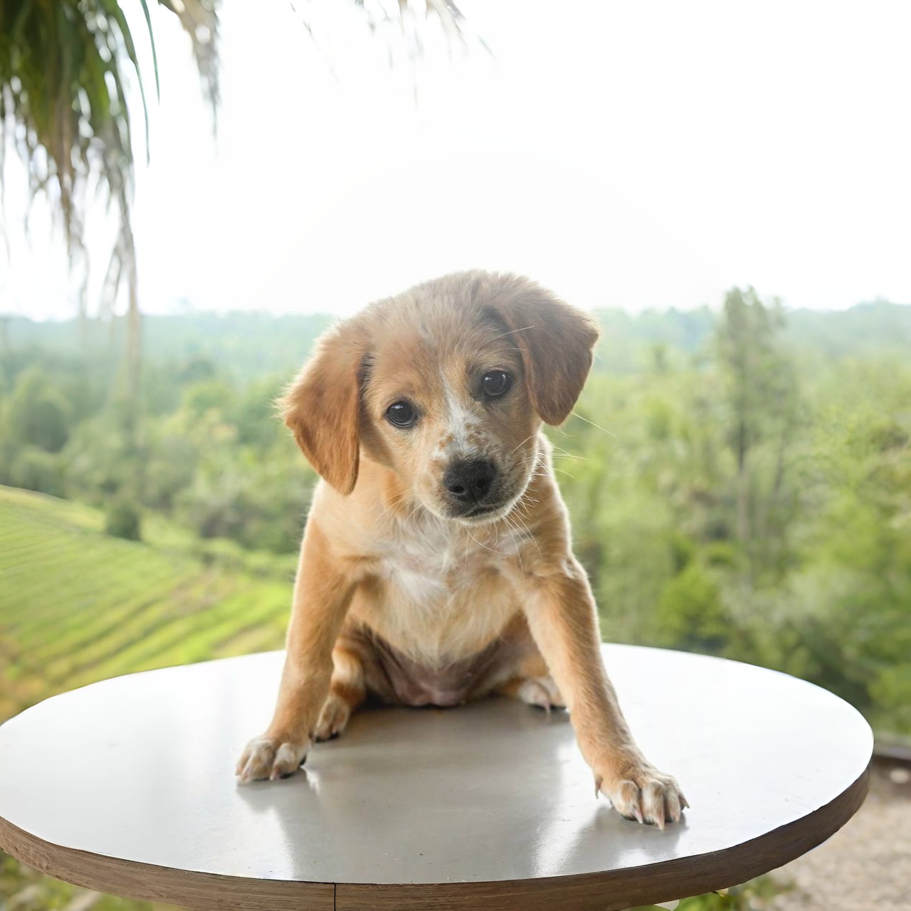 Shelter dog