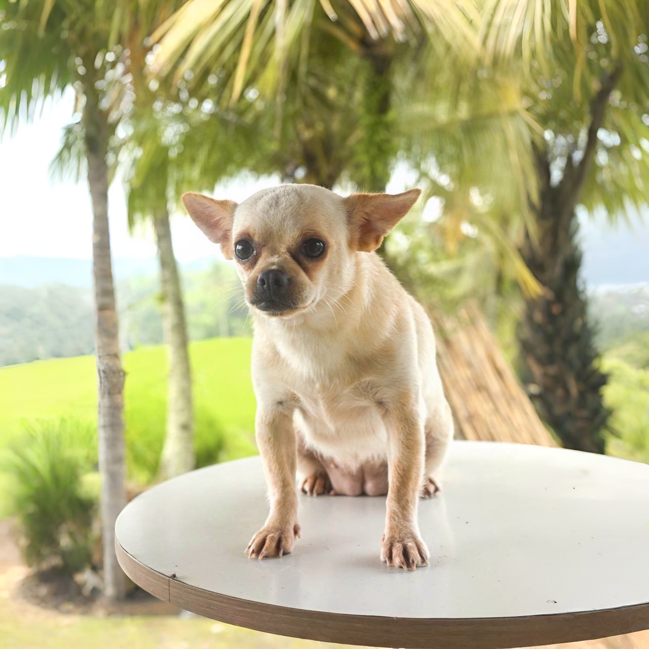 Shelter dog