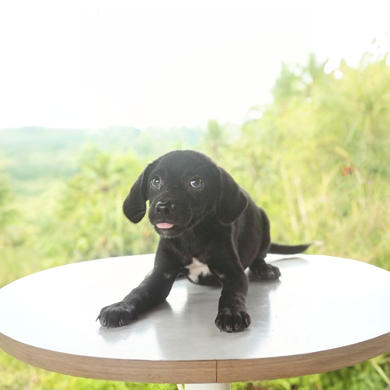 Shelter dog