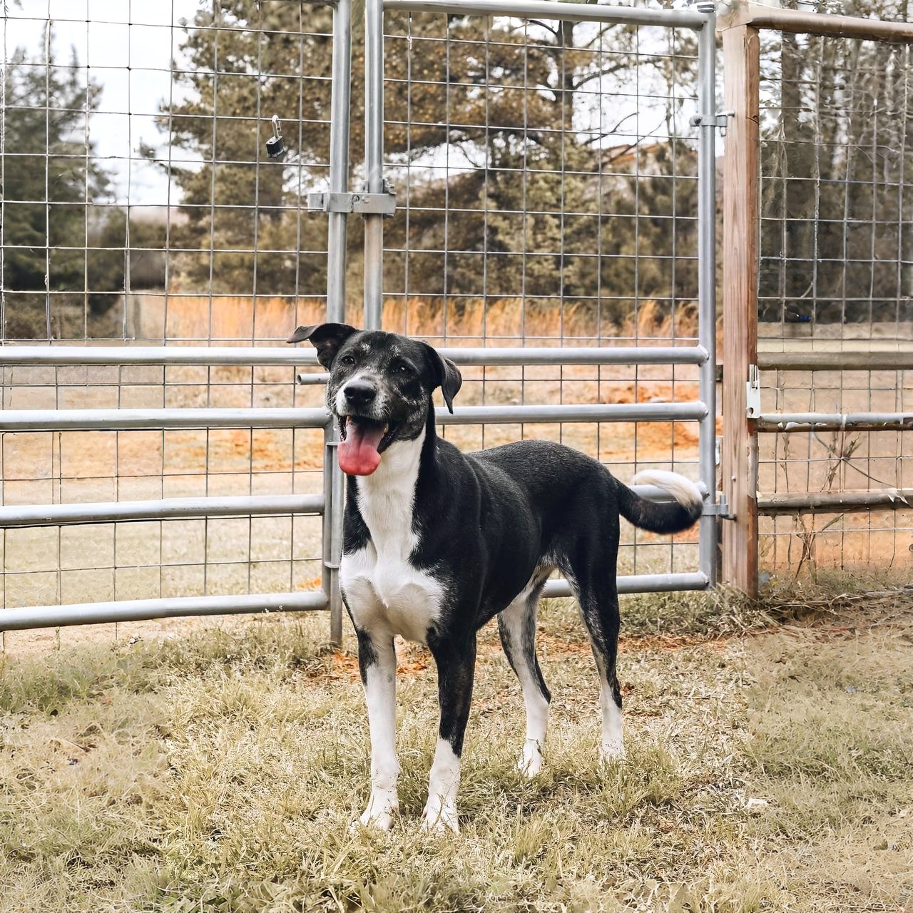 Shelter dog