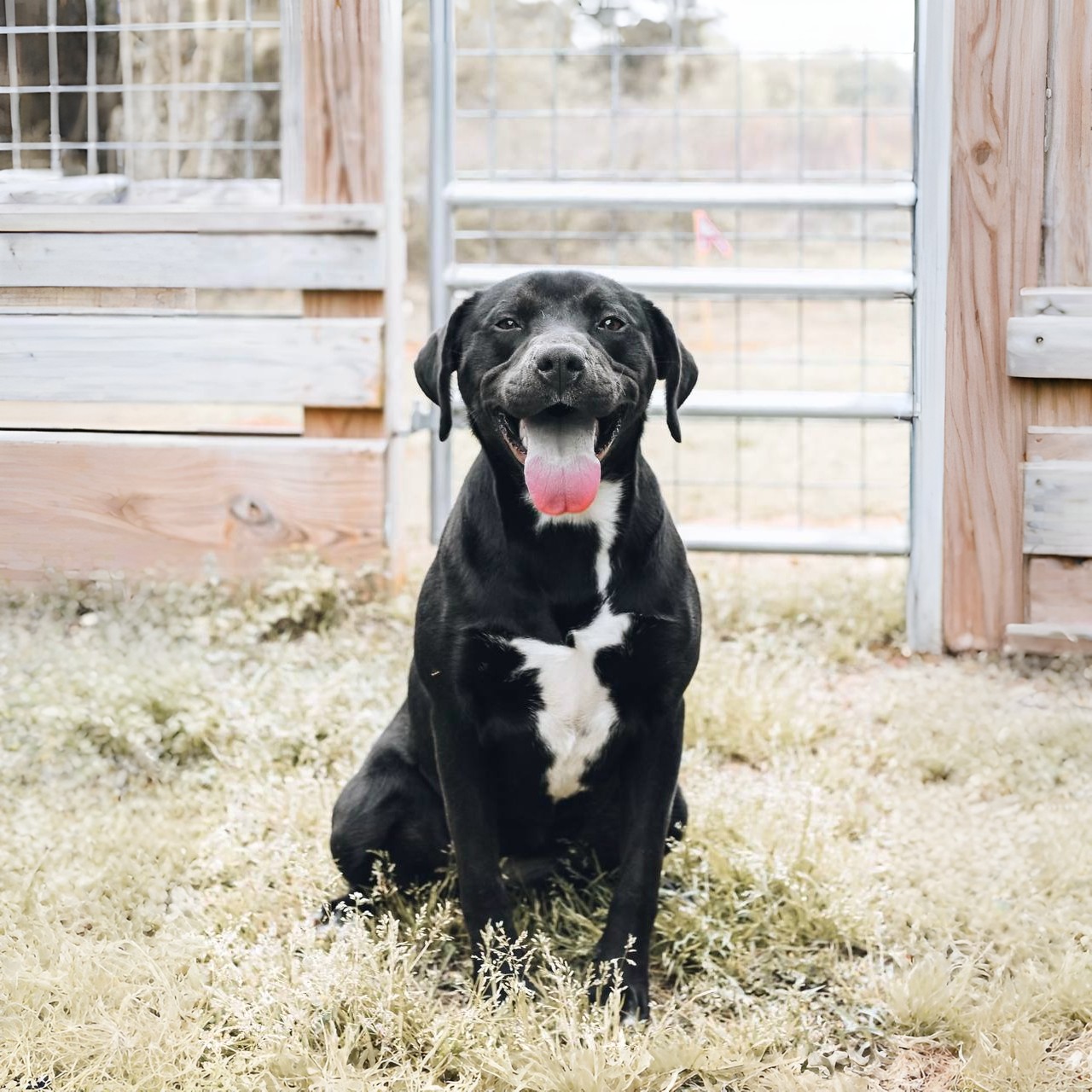 Shelter dog