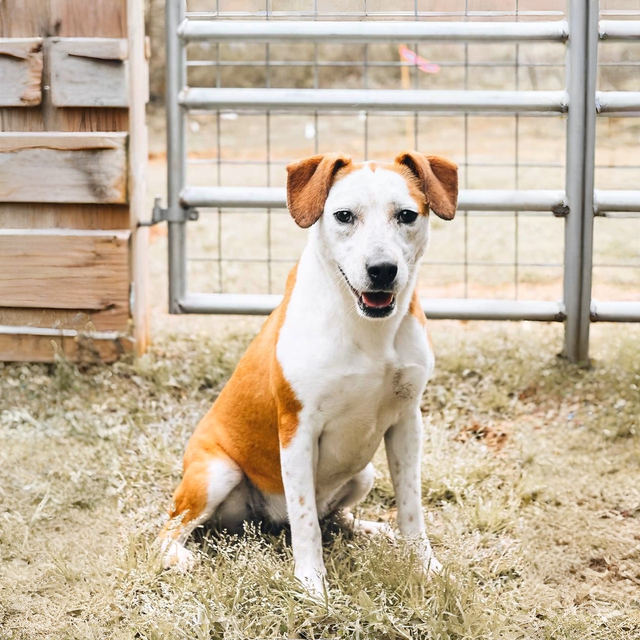 Shelter dog