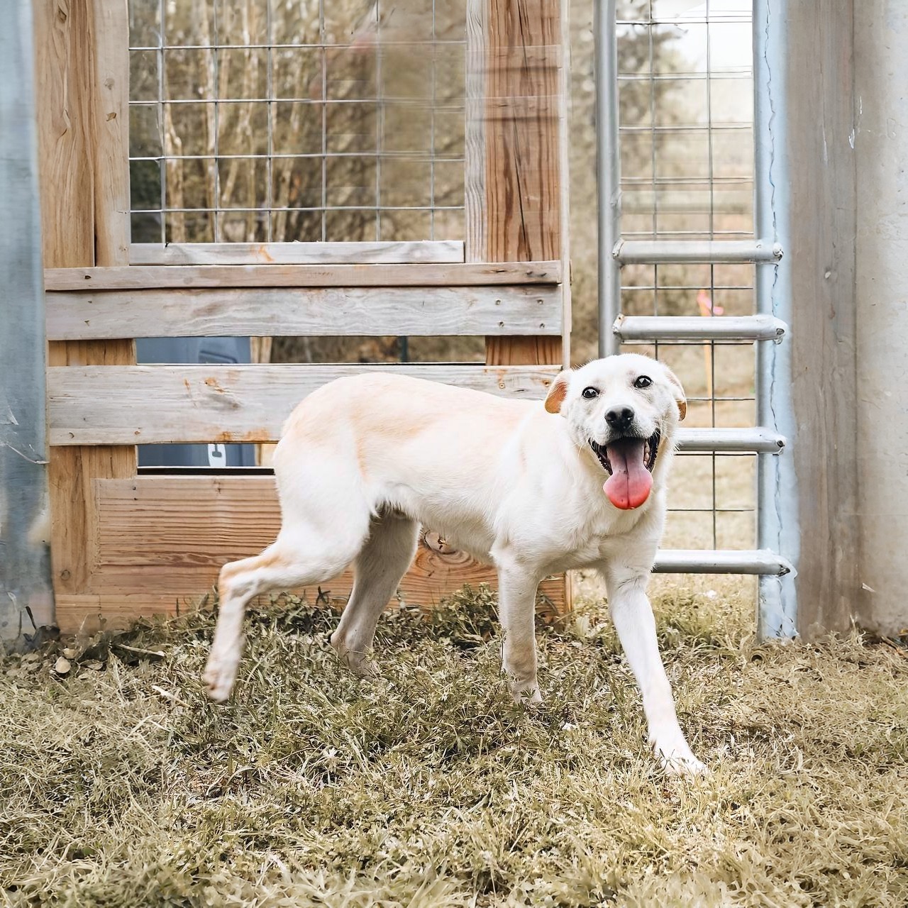 Shelter dog
